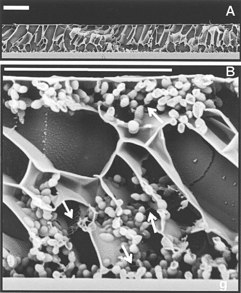 https://cdn.ncbi.nlm.nih.gov/pmc/blobs/9a1a/3815323/802b68e07a54/mbt0005-0455-f1.jpg