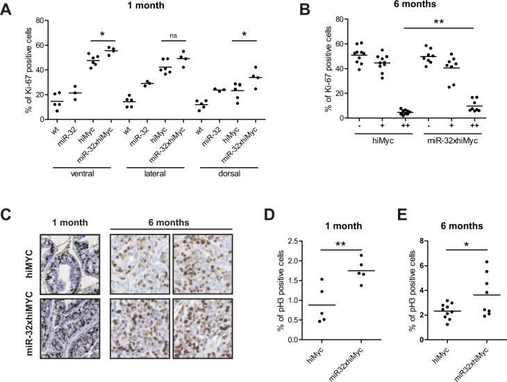 https://cdn.ncbi.nlm.nih.gov/pmc/blobs/9a1a/8885642/39536ed5e723/41389_2022_385_Fig2_HTML.jpg