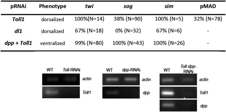 https://cdn.ncbi.nlm.nih.gov/pmc/blobs/9a1b/4423117/2f11c4e95d84/elife05502fs004.jpg