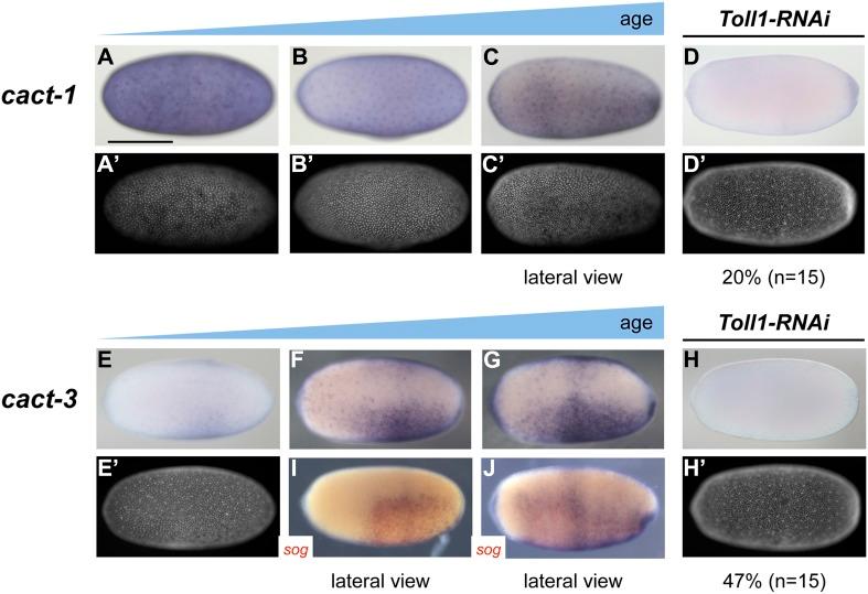 https://cdn.ncbi.nlm.nih.gov/pmc/blobs/9a1b/4423117/b4f596945240/elife05502f007.jpg