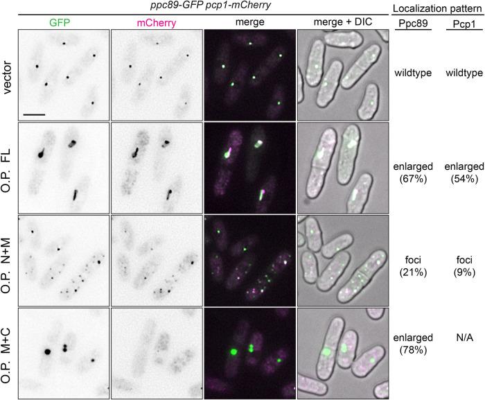 https://cdn.ncbi.nlm.nih.gov/pmc/blobs/9a1f/11321043/9286bd963f14/mbc-35-ar112-g003.jpg
