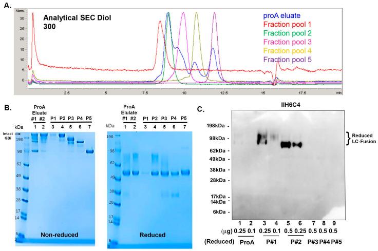 https://cdn.ncbi.nlm.nih.gov/pmc/blobs/9a1f/11503271/5efff3e15070/antibodies-13-00083-g005.jpg