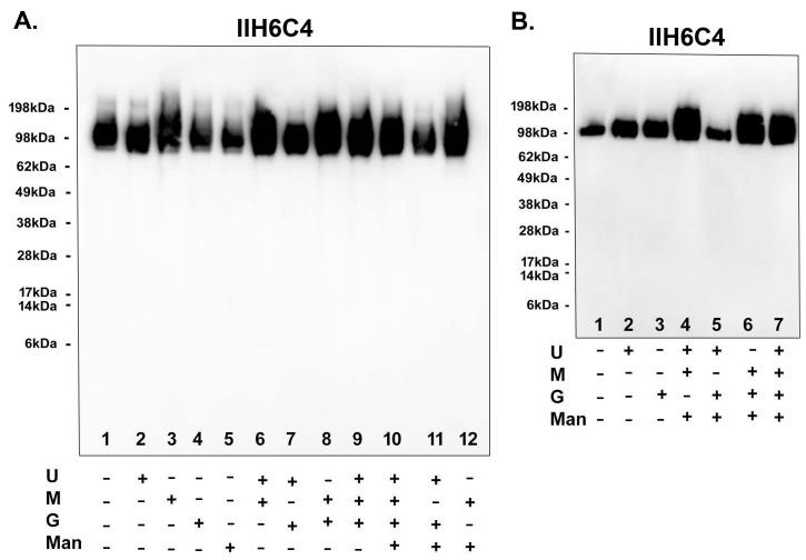 https://cdn.ncbi.nlm.nih.gov/pmc/blobs/9a1f/11503271/b851c1d5bd25/antibodies-13-00083-g008.jpg