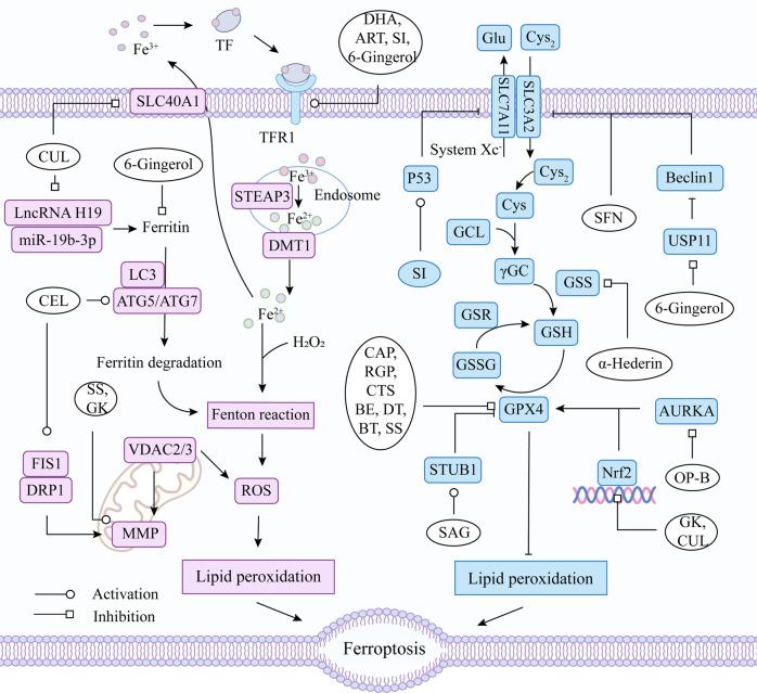 https://cdn.ncbi.nlm.nih.gov/pmc/blobs/9a22/10067943/3318026e4dd7/41420_2023_1407_Fig6_HTML.jpg