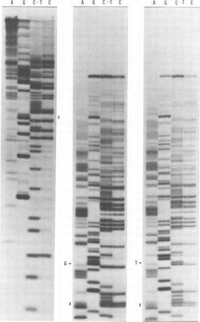 https://cdn.ncbi.nlm.nih.gov/pmc/blobs/9a22/171011/9a4d3fab6769/jvirol00001-0359-a.jpg