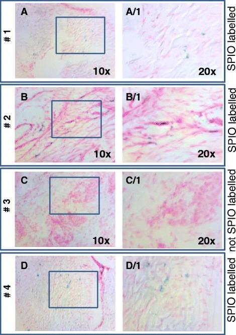 https://cdn.ncbi.nlm.nih.gov/pmc/blobs/9a22/4736260/4fa59bd9a93b/13287_2016_281_Fig6_HTML.jpg