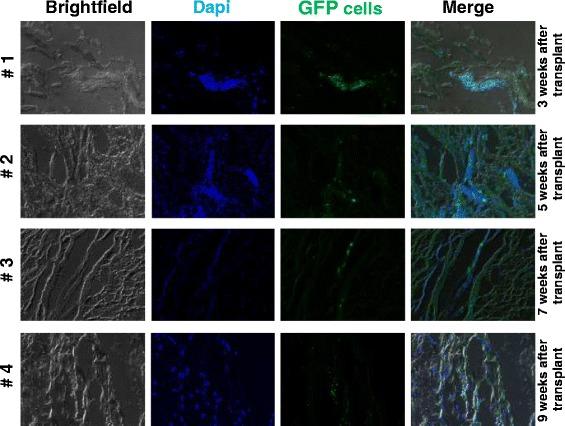 https://cdn.ncbi.nlm.nih.gov/pmc/blobs/9a22/4736260/ec013db7341f/13287_2016_281_Fig4_HTML.jpg