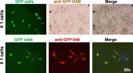 https://cdn.ncbi.nlm.nih.gov/pmc/blobs/9a22/4736260/f35a14d0492c/13287_2016_281_Fig3_HTML.jpg