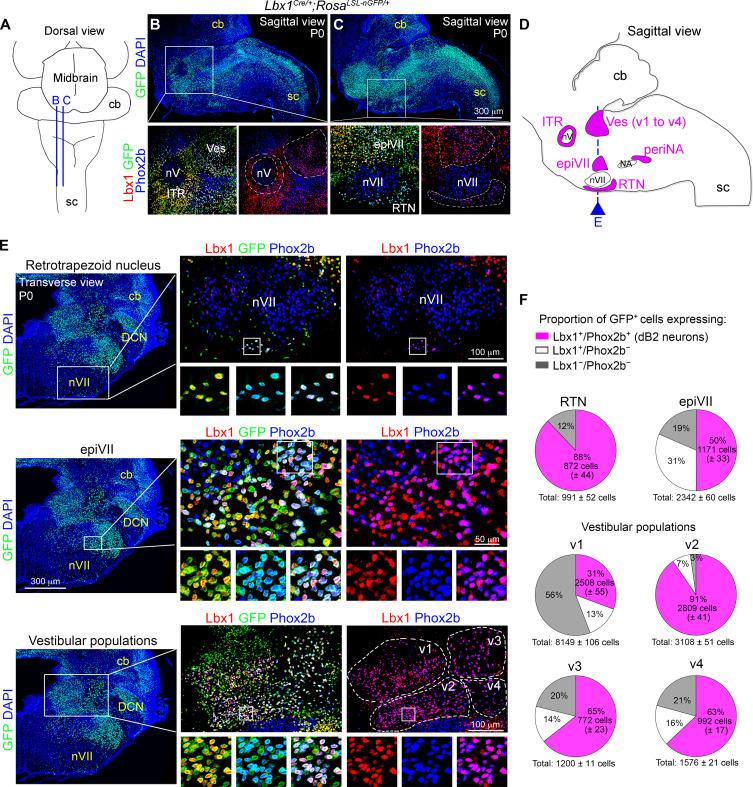https://cdn.ncbi.nlm.nih.gov/pmc/blobs/9a26/11186509/b76b1322d54a/sciadv.adj0720-f1.jpg