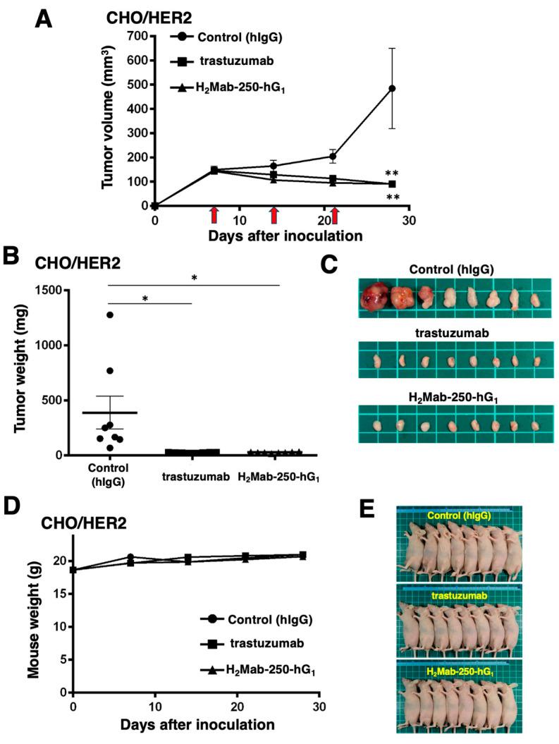 https://cdn.ncbi.nlm.nih.gov/pmc/blobs/9a2a/11313270/afc636a9610e/ijms-25-08386-g003.jpg