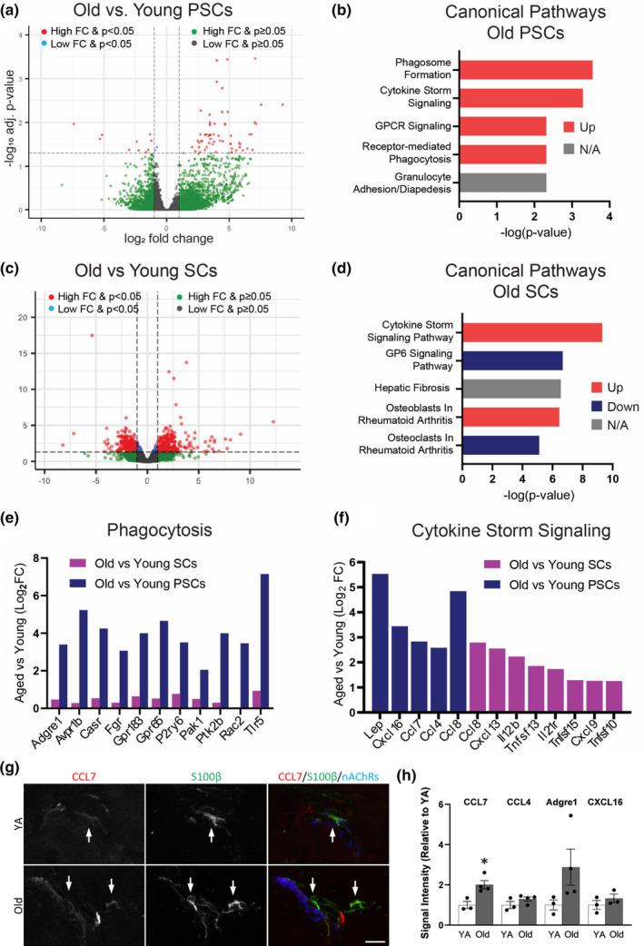 https://cdn.ncbi.nlm.nih.gov/pmc/blobs/9a2c/10652323/27b7308afedf/ACEL-22-e13981-g002.jpg