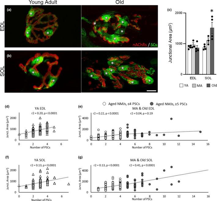 https://cdn.ncbi.nlm.nih.gov/pmc/blobs/9a2c/10652323/7003cf0ec8d9/ACEL-22-e13981-g007.jpg