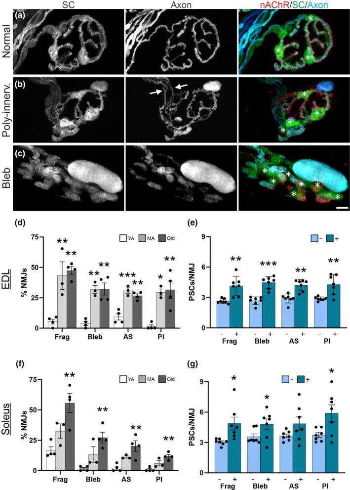 https://cdn.ncbi.nlm.nih.gov/pmc/blobs/9a2c/10652323/ba711c3ddf69/ACEL-22-e13981-g001.jpg
