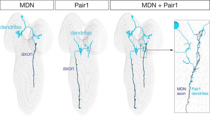 https://cdn.ncbi.nlm.nih.gov/pmc/blobs/9a2c/8298091/43b270050b30/elife-69767-fig1-figsupp1.jpg