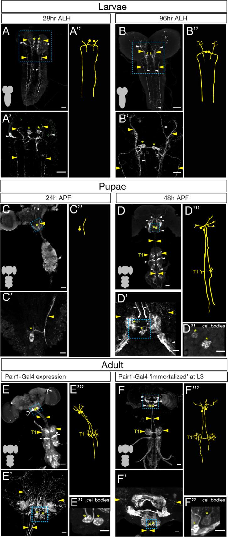 https://cdn.ncbi.nlm.nih.gov/pmc/blobs/9a2c/8298091/ca6ef19c2420/elife-69767-fig1.jpg