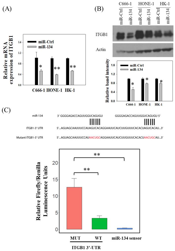 https://cdn.ncbi.nlm.nih.gov/pmc/blobs/9a36/9264930/cc7548152e2d/cancers-14-03125-g004.jpg