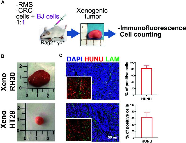 https://cdn.ncbi.nlm.nih.gov/pmc/blobs/9a3d/7878542/5c1cc20d1301/fonc-10-600980-g005.jpg