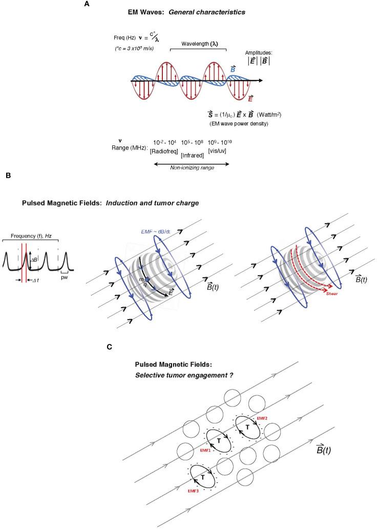 https://cdn.ncbi.nlm.nih.gov/pmc/blobs/9a41/11333800/6dab5edb0a98/fonc-14-1417621-g001.jpg
