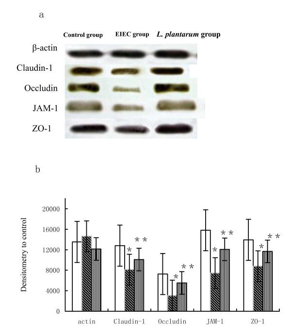 https://cdn.ncbi.nlm.nih.gov/pmc/blobs/9a42/2674056/708fafa23dbd/1471-2180-9-63-4.jpg