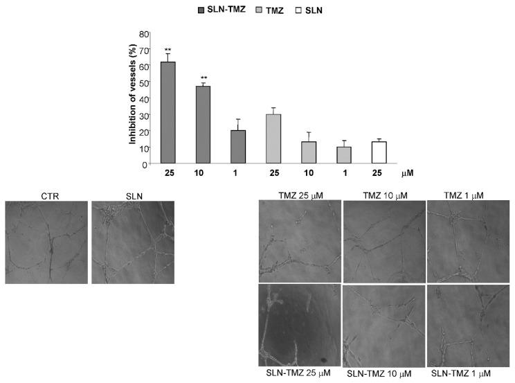 https://cdn.ncbi.nlm.nih.gov/pmc/blobs/9a44/5855544/ada7fc9e59bc/ijms-19-00255-g007.jpg