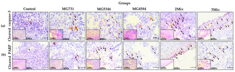 https://cdn.ncbi.nlm.nih.gov/pmc/blobs/9a46/8948760/a7f882f68b7e/microorganisms-10-00533-g005.jpg