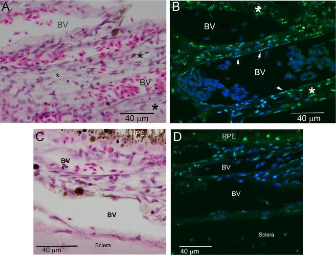 https://cdn.ncbi.nlm.nih.gov/pmc/blobs/9a4a/8612705/6491d409ed26/elife-70608-fig1-figsupp1.jpg