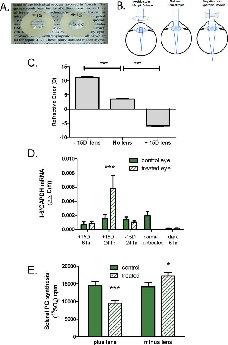 https://cdn.ncbi.nlm.nih.gov/pmc/blobs/9a4a/8612705/749c13951f72/elife-70608-fig5.jpg