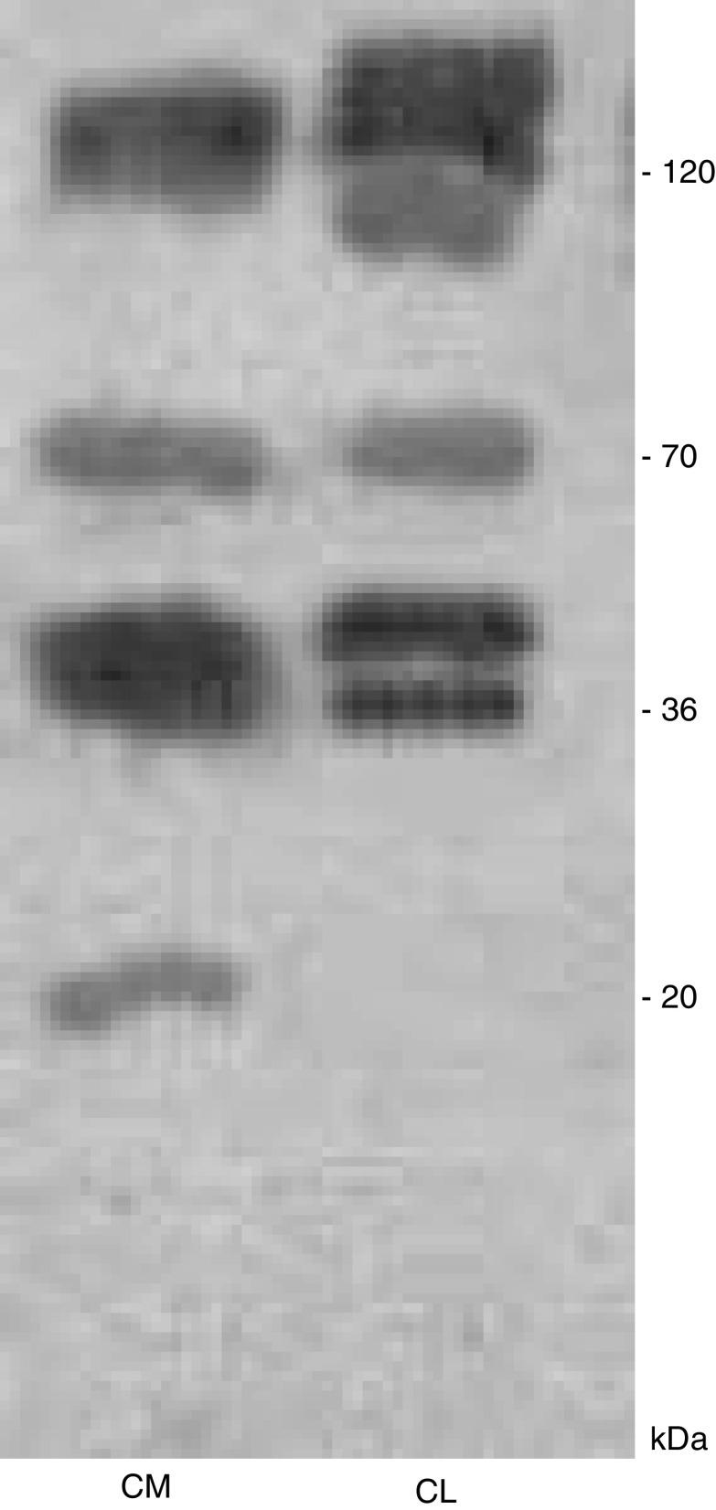 https://cdn.ncbi.nlm.nih.gov/pmc/blobs/9a4b/2361670/142403c18bf0/93-6602835f2.jpg