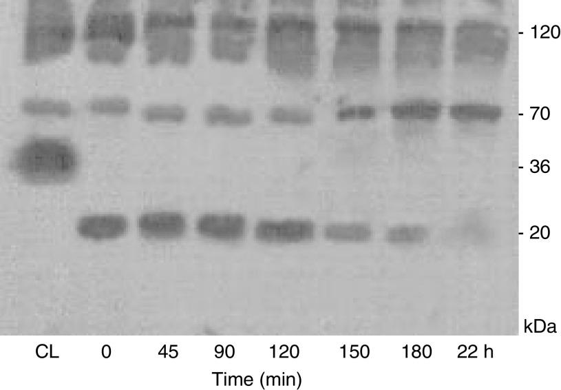 https://cdn.ncbi.nlm.nih.gov/pmc/blobs/9a4b/2361670/2b2f1ba48ddf/93-6602835f3.jpg