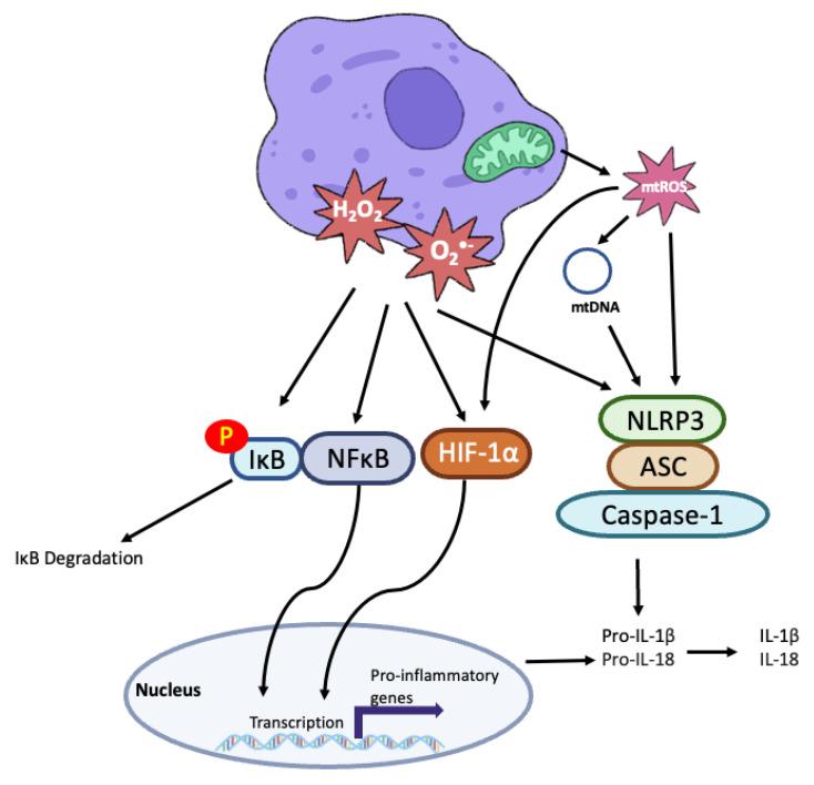 https://cdn.ncbi.nlm.nih.gov/pmc/blobs/9a4b/9735601/4a01f472a529/cells-11-03843-g003.jpg
