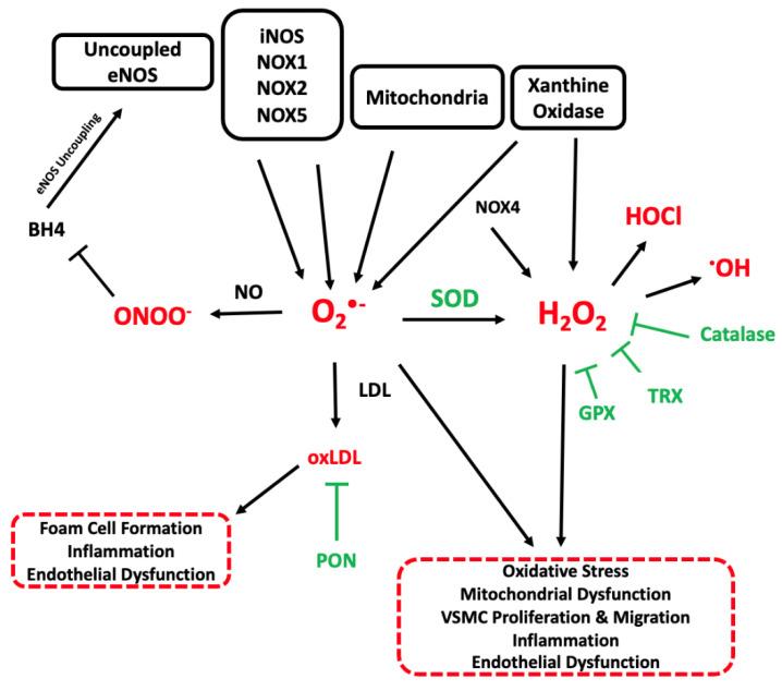 https://cdn.ncbi.nlm.nih.gov/pmc/blobs/9a4b/9735601/c2257ff997ed/cells-11-03843-g002.jpg