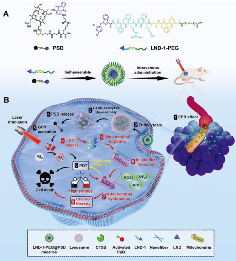 https://cdn.ncbi.nlm.nih.gov/pmc/blobs/9a4d/11283832/677375833b0c/IJN-19-7547-g0006.jpg