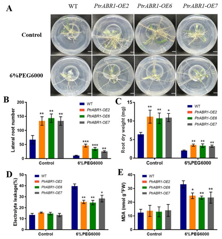 https://cdn.ncbi.nlm.nih.gov/pmc/blobs/9a50/10530772/6af7e6ddc0a4/ijms-24-13748-g003.jpg