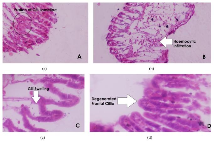 https://cdn.ncbi.nlm.nih.gov/pmc/blobs/9a51/5859875/be5e0a0739cf/BMRI2018-1910274.005.jpg