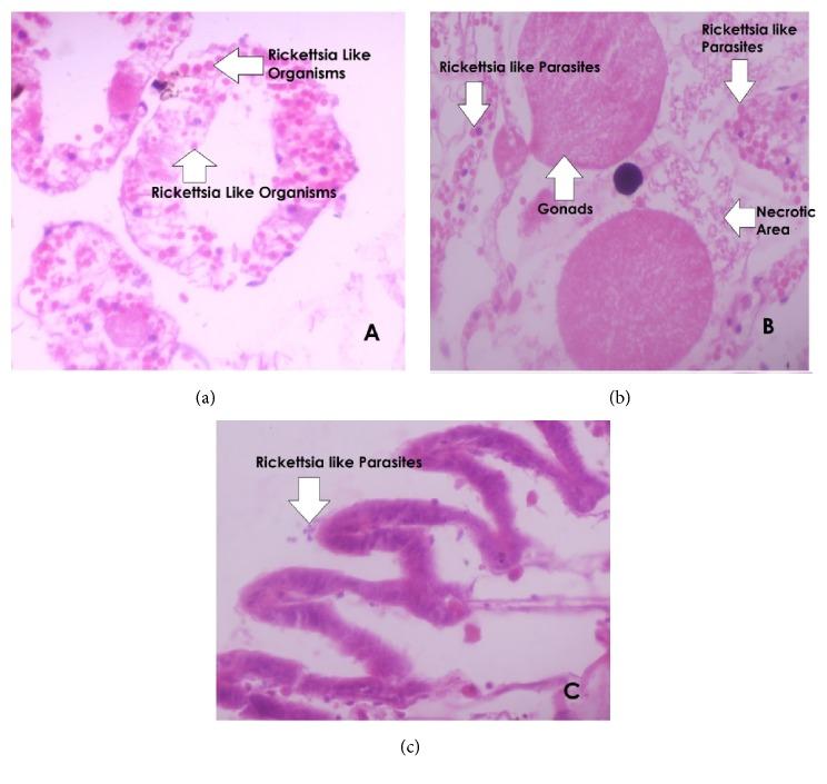 https://cdn.ncbi.nlm.nih.gov/pmc/blobs/9a51/5859875/f0068163d861/BMRI2018-1910274.003.jpg