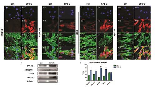 https://cdn.ncbi.nlm.nih.gov/pmc/blobs/9a52/5452629/cd1a7a4afa32/ejh-61-2-2791-g002.jpg