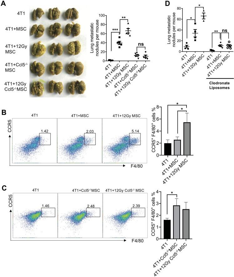 https://cdn.ncbi.nlm.nih.gov/pmc/blobs/9a55/7206094/4422480b7af5/41419_2020_2546_Fig5_HTML.jpg