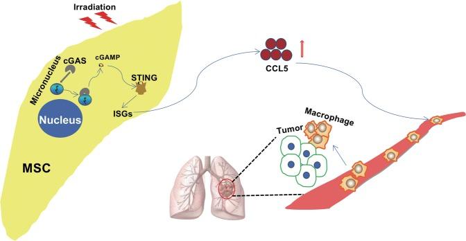 https://cdn.ncbi.nlm.nih.gov/pmc/blobs/9a55/7206094/6bc38b5c02d3/41419_2020_2546_Fig6_HTML.jpg