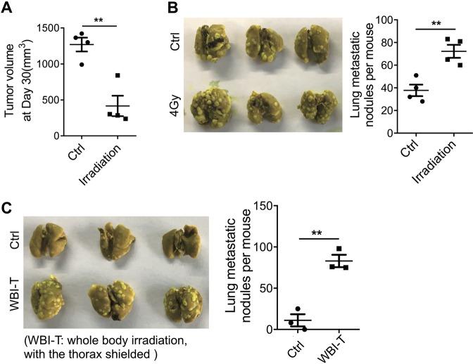 https://cdn.ncbi.nlm.nih.gov/pmc/blobs/9a55/7206094/c77ca7968ebf/41419_2020_2546_Fig1_HTML.jpg