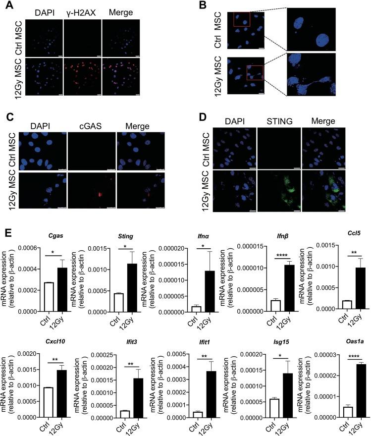 https://cdn.ncbi.nlm.nih.gov/pmc/blobs/9a55/7206094/f503d226874c/41419_2020_2546_Fig3_HTML.jpg