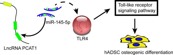 https://cdn.ncbi.nlm.nih.gov/pmc/blobs/9a5b/6237555/ca5001e78686/JCMM-22-6134-g009.jpg