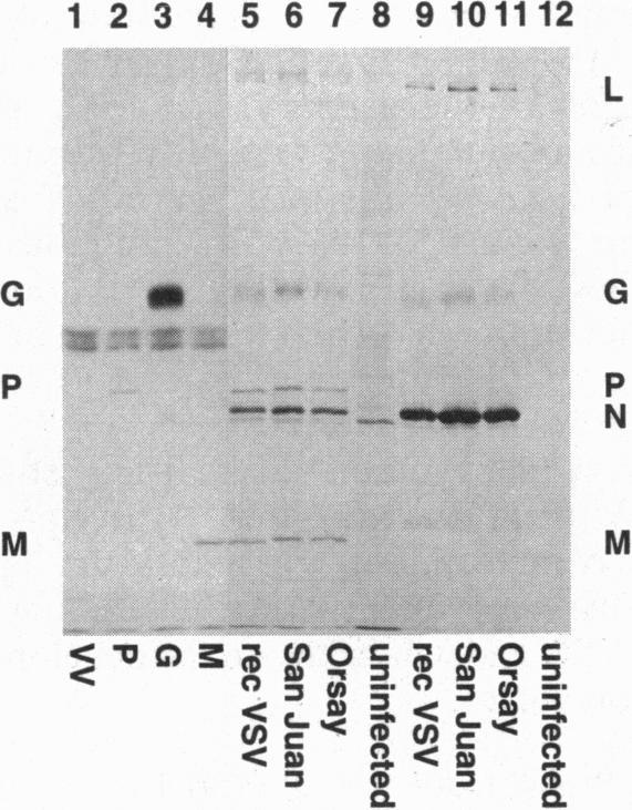 https://cdn.ncbi.nlm.nih.gov/pmc/blobs/9a5d/41162/1324971c128e/pnas01496-0311-a.jpg