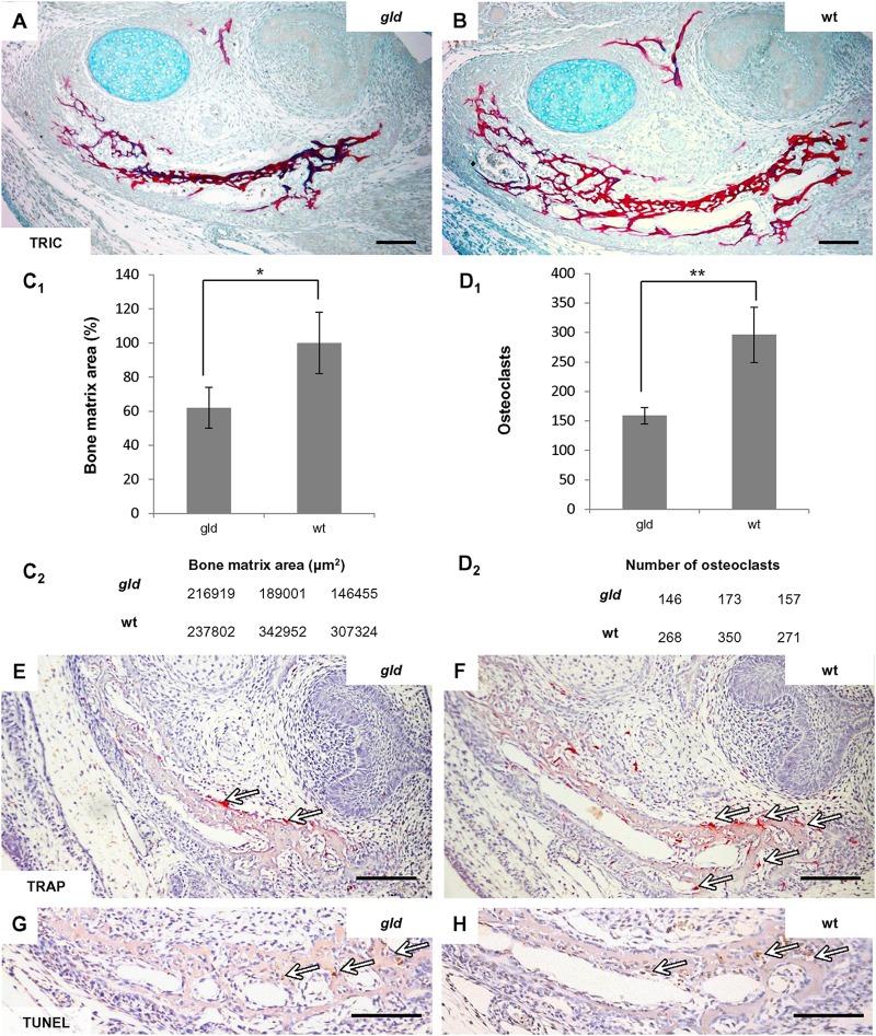 https://cdn.ncbi.nlm.nih.gov/pmc/blobs/9a5e/6157335/1609b9a307fc/fphys-09-01314-g005.jpg