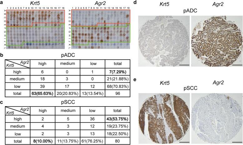 https://cdn.ncbi.nlm.nih.gov/pmc/blobs/9a61/6868745/409ce1bcb473/12864_2019_6086_Fig2_HTML.jpg