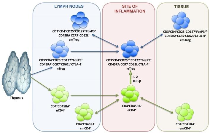 https://cdn.ncbi.nlm.nih.gov/pmc/blobs/9a62/6971100/893425f22bbd/fimmu-10-03100-g0001.jpg