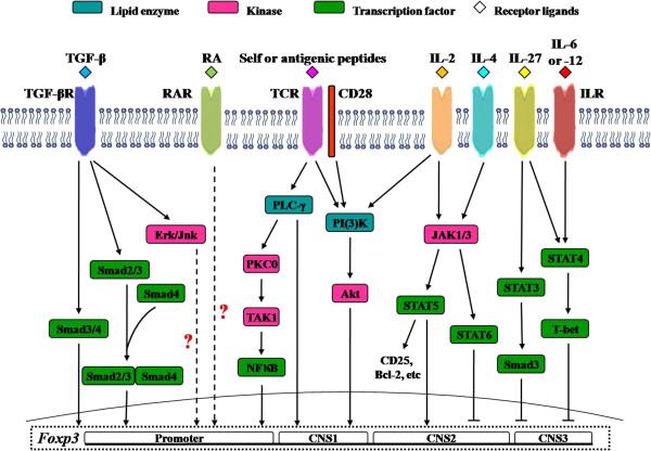 https://cdn.ncbi.nlm.nih.gov/pmc/blobs/9a64/4023533/c062a92bfa93/1479-5876-12-125-1.jpg