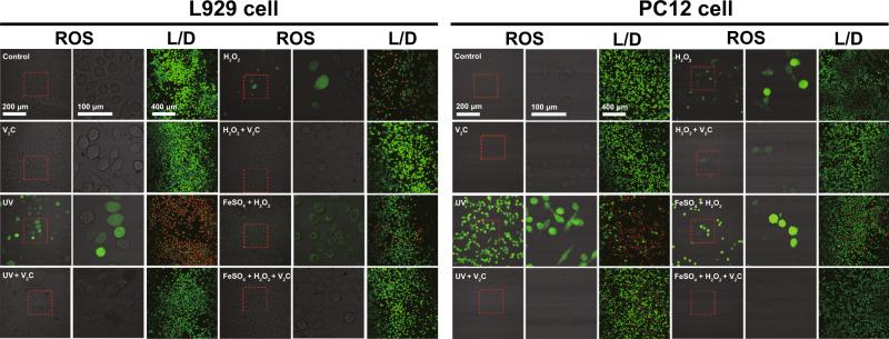 https://cdn.ncbi.nlm.nih.gov/pmc/blobs/9a6b/8044242/83e45c45bd74/41467_2021_22278_Fig6_HTML.jpg