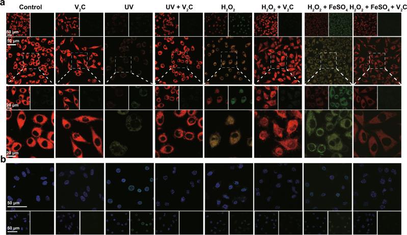 https://cdn.ncbi.nlm.nih.gov/pmc/blobs/9a6b/8044242/8cb3674d2f6c/41467_2021_22278_Fig8_HTML.jpg