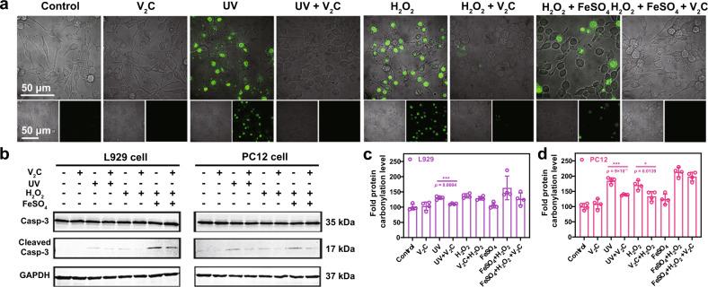https://cdn.ncbi.nlm.nih.gov/pmc/blobs/9a6b/8044242/a6427e7340fe/41467_2021_22278_Fig7_HTML.jpg