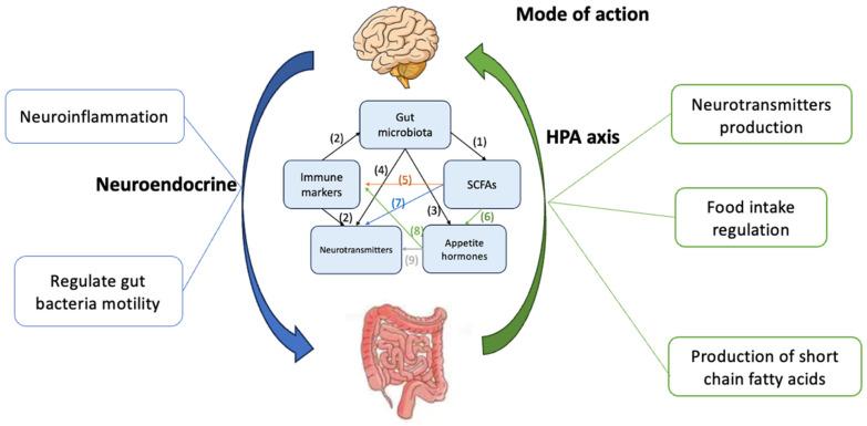 https://cdn.ncbi.nlm.nih.gov/pmc/blobs/9a6c/12073618/39c4bf6e6c70/nutrients-17-01551-g001.jpg